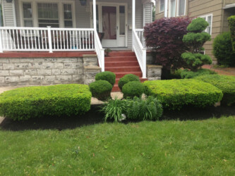 trimmed bushes