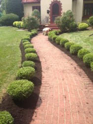 bushes lining a front walkway