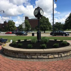 new plants in a garden