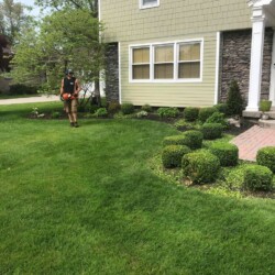 man trimming small bushes