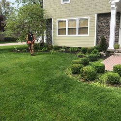 man trimming small bushes