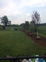 young trees waiting to be planted