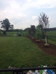 young trees waiting to be planted