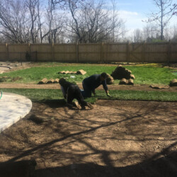 men planting sod